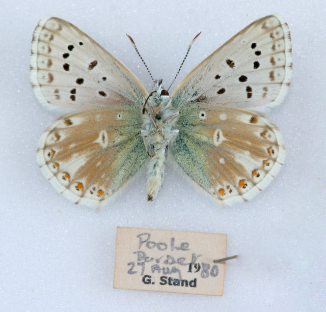 Lysandra coridon (verso chalkhill blue butterfly aberration) (Internet Image property of respective owner, non-commercial use only)